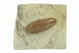 Fossil Leaf (Crassidenticulum) - Montana #269333-1